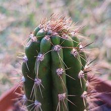 Photo of a cactus currently being identified