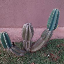 Photo of a cactus currently being identified