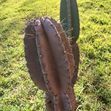 Photo of a cactus currently being identified