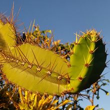 Photo of a cactus currently being identified