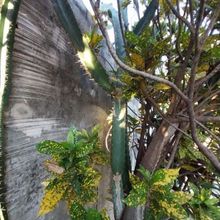 Photo of a cactus currently being identified