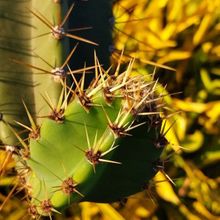 Photo of a cactus currently being identified