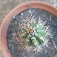 Photo of a cactus currently being identified