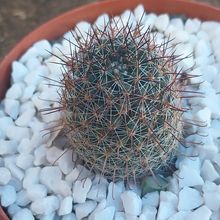 Una foto de Mammillaria sheldonii