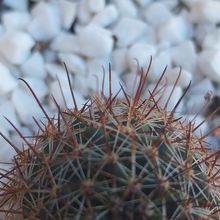 Una foto de Mammillaria sheldonii