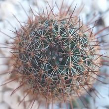Una foto de Mammillaria sheldonii