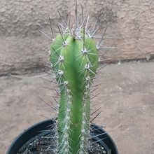 A photo of Neoraimondia herzogiana