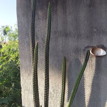 Una foto de Praecereus euchlorus
