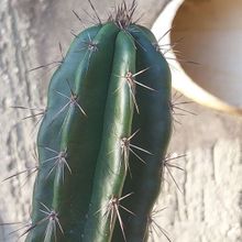 Una foto de Praecereus euchlorus