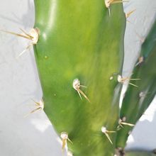 Photo of a cactus currently being identified