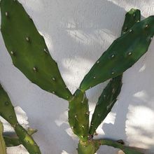 Photo of a cactus currently being identified