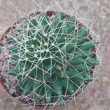 A photo of Mammillaria decipiens ssp. camptotricha