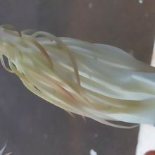 A photo of Epiphyllum oxypetalum