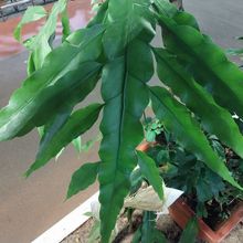 A photo of Epiphyllum oxypetalum