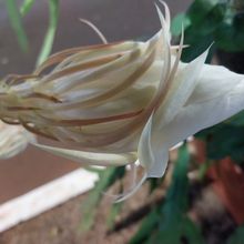 A photo of Epiphyllum oxypetalum