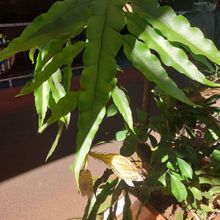 A photo of Epiphyllum oxypetalum