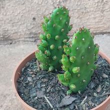 Una foto de Opuntia monacantha fma. monstruosa