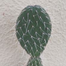 Una foto de Opuntia leucotricha