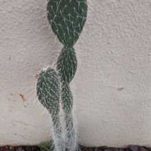 Una foto de Opuntia leucotricha