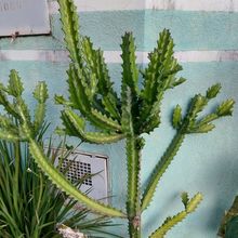 A photo of Euphorbia lactea