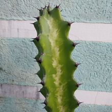 A photo of Euphorbia lactea