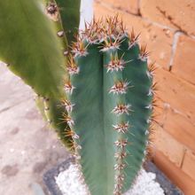 Foto de un cactus que se está identificando actualmente