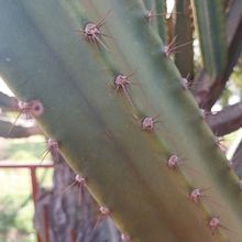 Photo of a cactus currently being identified