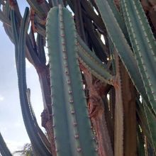 Photo of a cactus currently being identified