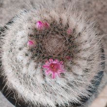 A photo of Mammillaria hahniana ssp. woodsii