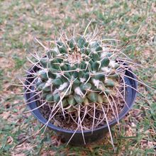 Una foto de Mammillaria compressa ssp centralifera