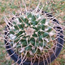 Una foto de Mammillaria compressa ssp centralifera