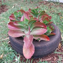 Una foto de Kalanchoe Vivien (K. luciae x K. sexangularis) (HIBRIDO)