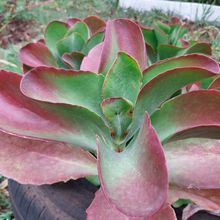 Una foto de Kalanchoe Vivien (K. luciae x K. sexangularis) (HIBRIDO)