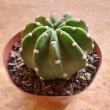 Una foto de Echinopsis subdenudata