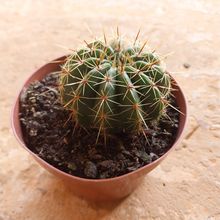 Photo of a cactus currently being identified