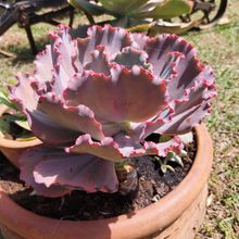 Una foto de Echeveria cv. red ruffles