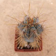 A photo of Pilosocereus azulensis
