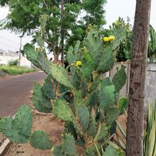 A photo of Opuntia dillenii