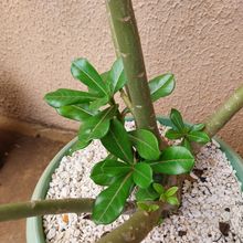 A photo of Adenium obesum
