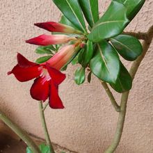A photo of Adenium obesum
