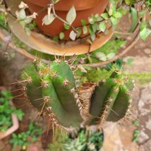Photo of a cactus currently being identified