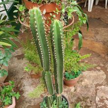 Photo of a cactus currently being identified