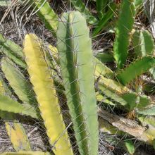 Foto de un cactus que se está identificando actualmente