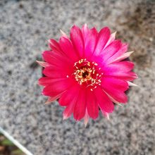 Una foto de Echinopsis ancistrophora