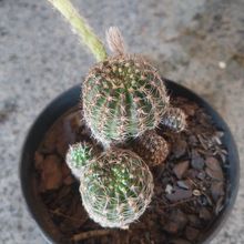 Una foto de Echinopsis ancistrophora