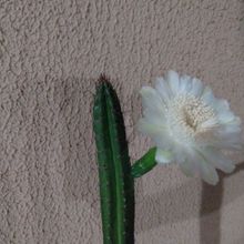Photo of a cactus currently being identified