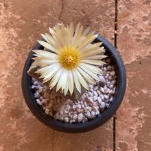 Una foto de Astrophytum myriostigma quadricostatum