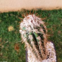 Foto de un cactus que se está identificando actualmente