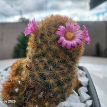 Una foto de Mammillaria carmenae
