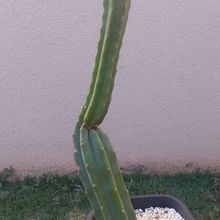 Una foto de Echinopsis pachanoi